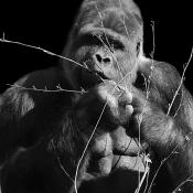 gorilla 4-2022 1764